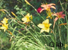 Ogrodnicy mają na to patent – lilie, które kwitną nawet po mroźnej zimie