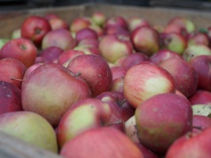 Dopytują o jabłka przemysłowe, ale jeszcze nie podnoszą ceny