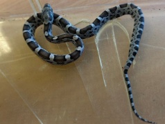 Mały gad wywołał duże zamieszanie. Po szkolnej bursie pełzał wąż