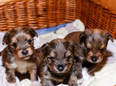 "Pies za darmo, ale koszt utrzymania 700 zł". Lepiej zgłoś takie ogłoszenie