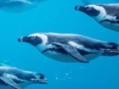 Sztuczna inteligencja i pingwiny z wrocławskiego zoo. AI ma pomóc chronić zagrożony gatunek