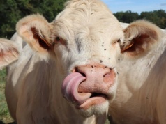 Kolejne ogniska bezobjawowej choroby. „Niebieski język” w stadzie z owcami i kozami