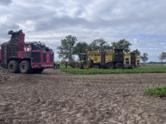 Plantatorzy mają czas do 25 listopada. Pogoda nie ułatwia zbiorów buraków