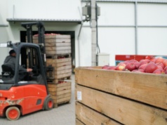 Opłata mocowa w górę. Droższe przechowanie i sortowanie jabłek