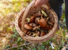 Przyłapał ich na gorącym uczynku. Nielegalnie wynosili z lasu po 50 kg
