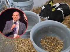 Jak uzyskać szybko rosnące cielęta? Ekspert zdradza klucz do sukcesu