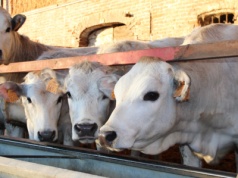 Ceny znowu w górę. Kolejny tydzień wzrostów. Bydła w skupach jak na lekarstwo