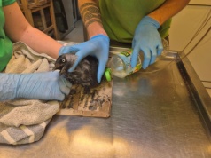 Niebezpieczne pułapki lepowe – śmiertelne zagrożenie dla ptaków