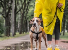 Jak rozpoznać, że twój pies marznie i jest mu zimno?
