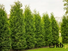 Sąsiedzkie spory o płot to szczyt absurdu? Poczekaj, aż usłyszysz o tych tujach