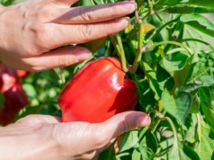 VAT od samozbiorów i tak trzeba zapłacić