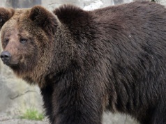 Nieoczekiwane wtargnięcie do kurnika. Drapieżnik utknął w klatce