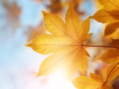 Pogoda na środę | W dzień słonecznie, w nocy uwaga ma mgły