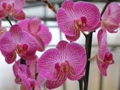 Zacznij podlewać tym storczyka. Będzie uginał się od kwiatów