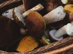 Grzyby 2025. Gdzie na grzyby koło Wrocławia. Grzybobranie na Dolnym Śląsku