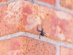 Groźne czarne wdowy mogą zadomowić się na Wyspach. Ich jad jest kilkanaście razy silniejszy od jadu grzechotnika!