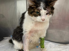 Zapadł wyrok w sprawie Pandka. KTOZ zapowiada odwołanie