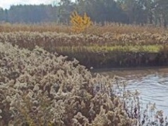 Nietypowa akcja. Ruszyli do wody ratować łosia