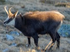 Ruszyło jesienne liczenie kozic