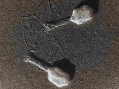 Bakteriofagi kontra rak. Wirusy, które mogą pomóc w walce z nowotworami