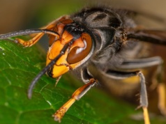 Byli na rajskich wakacjach. Doszło do ataku owadów. Ojciec i syn nie żyją