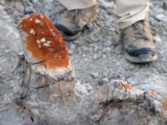 Drony pomagają w odnajdowaniu kości dinozaurów. Wszystko dzięki porostom