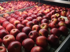 Sieci w górę, grupy w dół – jabłkowy paradoks cen