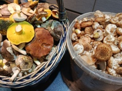 Puszcza Kozienicka czy Powiśle - gdzie na grzyby w listopadzie w regionie radomskim?