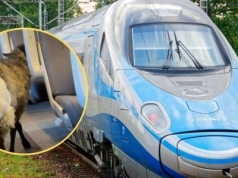 Niecodzienny pasażer w Pendolino. Owca w pampersie wzbudziła sensację