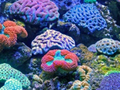 Nurkowanie w Tajlandii – co warto wiedzieć? Miejsca, które musicie zobaczyć!