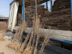 Jabłonie i grusze. Ceny drzewek na targowisku w Grójcu – 5.11.2025