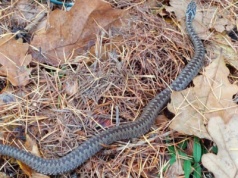 Jeszcze nie zapadły w zimowy sen. Leśnik natknął się na nią w lesie