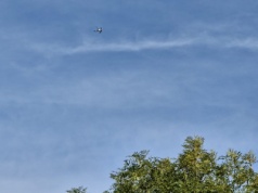 Nie dronom nad zoo! Warszawski ogród zoologiczny apeluje w imię dobrostanu zwierząt