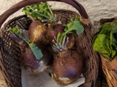 Na Podbeskidziu jedzą jesienią kwaki. Słodko-ostry smak podkręci niejedną surówkę