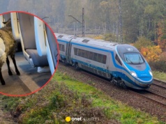 Owca w pampersie podróżowała Pendolino. Pasażerowie nie mogli uwierzyć
