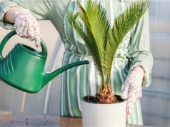 Przestań wylewać do zlewu. Podlej palmę, a odwdzięczy się bujną zielenią