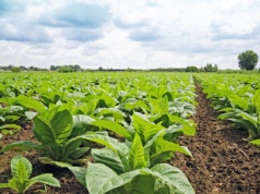 Polscy plantatorzy tytoniu protestują przeciwko planom WHO i UE
