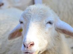 Owca z pieluchą w Pendolino. Nagranie krąży po sieci