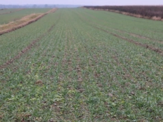 Zadbaj o swój spokój – ubezpiecz swoje uprawy