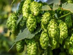 Nie tylko polski tytoń ma kłopoty. Chmielarze też przewidują upadek branży