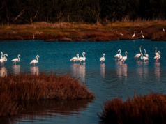 Strażnicy Laguny S’Ena Arrubia – Cooperativa Pescatori Sant’Andrea, Sardynia