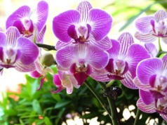 W listopadzie podlej tym storczyka. Czeka cię prawdziwe kwiatowe show