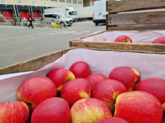 Bronisze pod znakiem śliwek z chłodni i rosnących cen Boskoopa