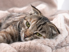 Nie chcą masztu, bo kotu nie podoba się 5G. To nie żart, to Polska