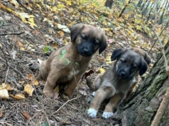 Porzuciła szczeniaki w lesie. Grozi jej nawet więzienie