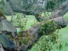 Incydent w stołecznym ogrodzie botanicznym. Zniszczono okazy półpasożyta