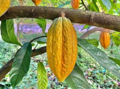 Rozsiewanie aerozoli w stratosferze nie pomoże rolnikom