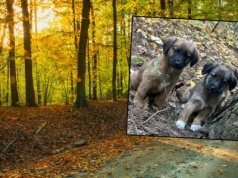 Oburzające odkrycie w lesie. Szczeniaki porzucone na pewną śmierć