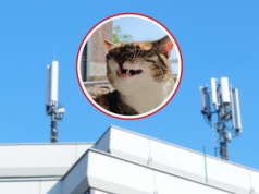 Mieszkańcy boją się masztu 5G. Nawet kot stoi po ich stronie. 