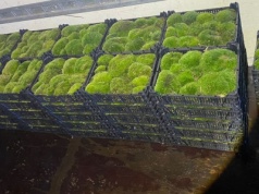 Przyłapali go na gorącym uczynku. Nielegalnie wywiózł z lasu 53 skrzynki